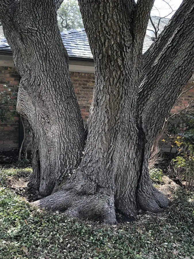 Mature heritage tree close to a Harold property cared for by certified arborists
